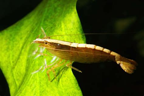 Dec 18, 2023 · The behavior of Bamboo Shrimp (Atyopsis moluccensis) is a captivating spectacle that adds a unique charm to freshwater aquariums. These shrimp are renowned for their distinct filter-feeding technique, employing large, fan-like appendages to sift through microscopic particles in the water column. 